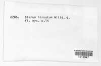Stereum hirsutum image